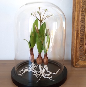 Ail des ours - globe