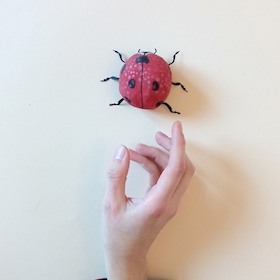 Coccinelle demoiselle - insecte